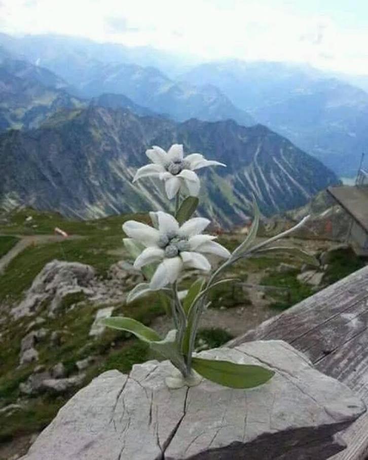 Mes Lastei Lägenhet Campitello di Fassa Exteriör bild