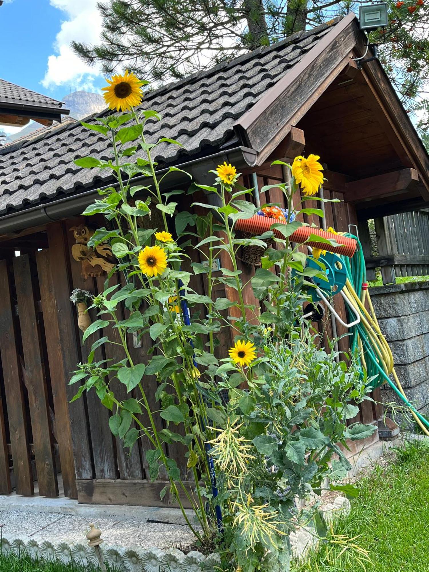 Mes Lastei Lägenhet Campitello di Fassa Exteriör bild
